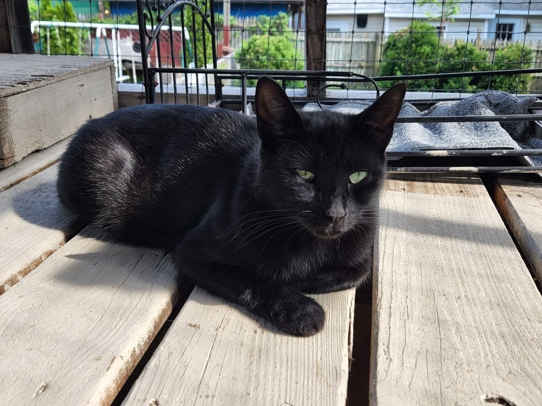 Pippin, a Adoptable Domestic Short Hair in Little Falls, NY image 2/4