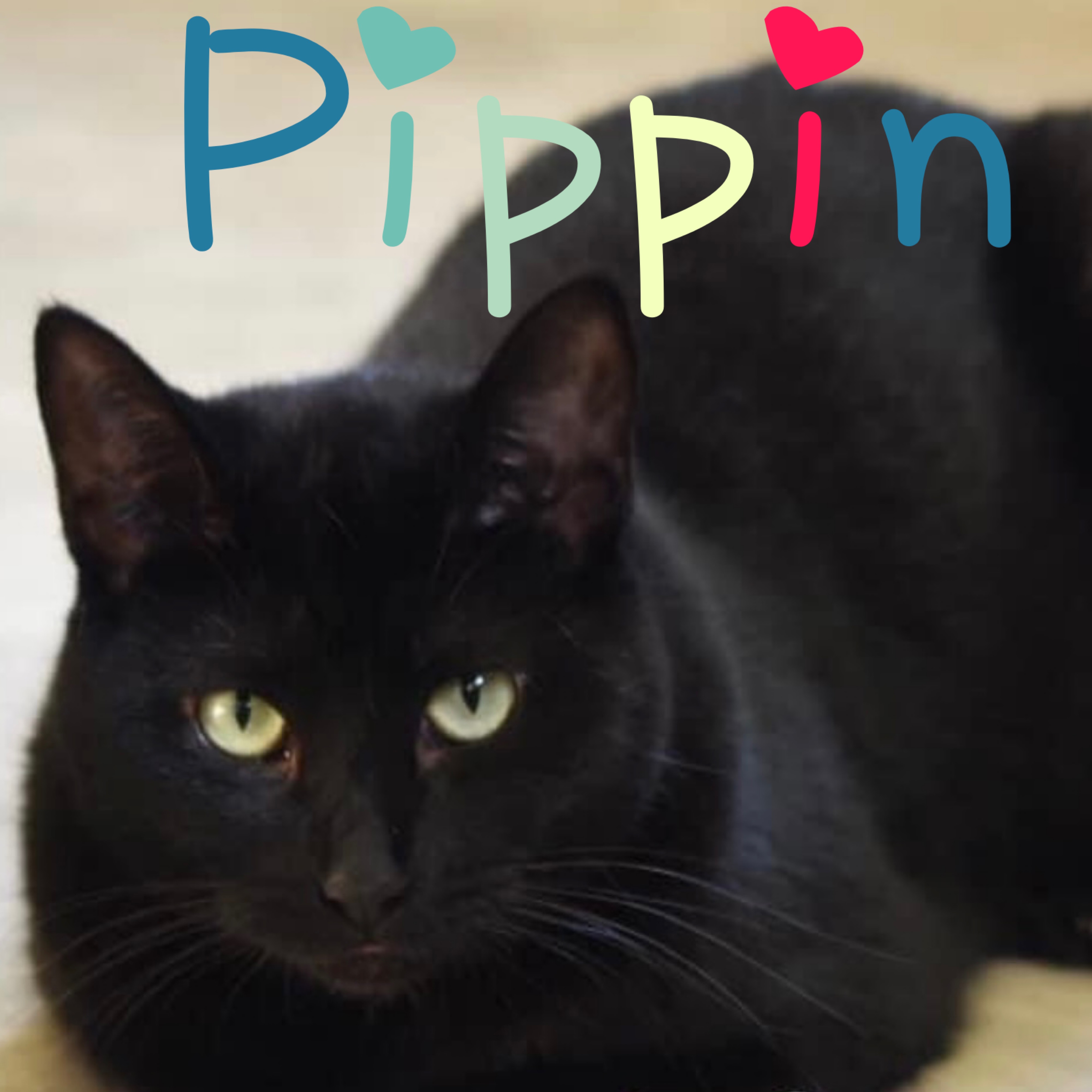 Pippin, a Adoptable Domestic Short Hair in Little Falls, NY image 1/4