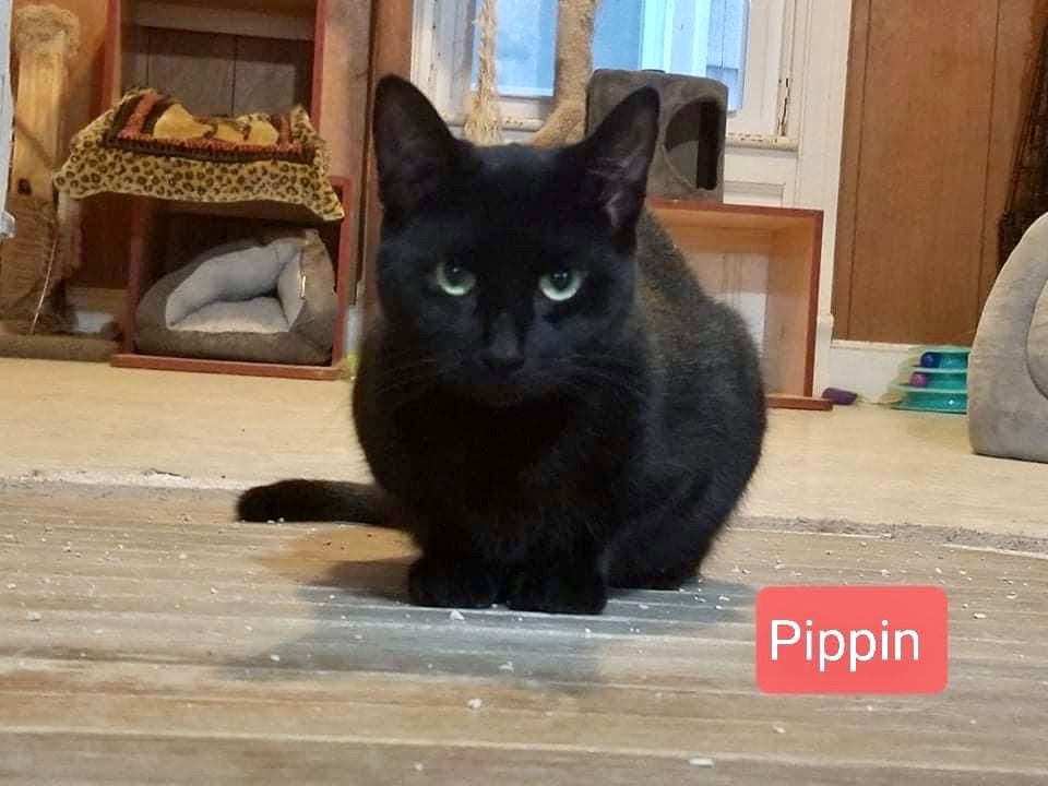 Pippin, a Adoptable Domestic Short Hair in Little Falls, NY image 3/4