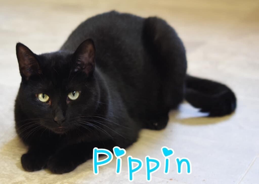 Pippin, a Adoptable Domestic Short Hair in Little Falls, NY image 4/4