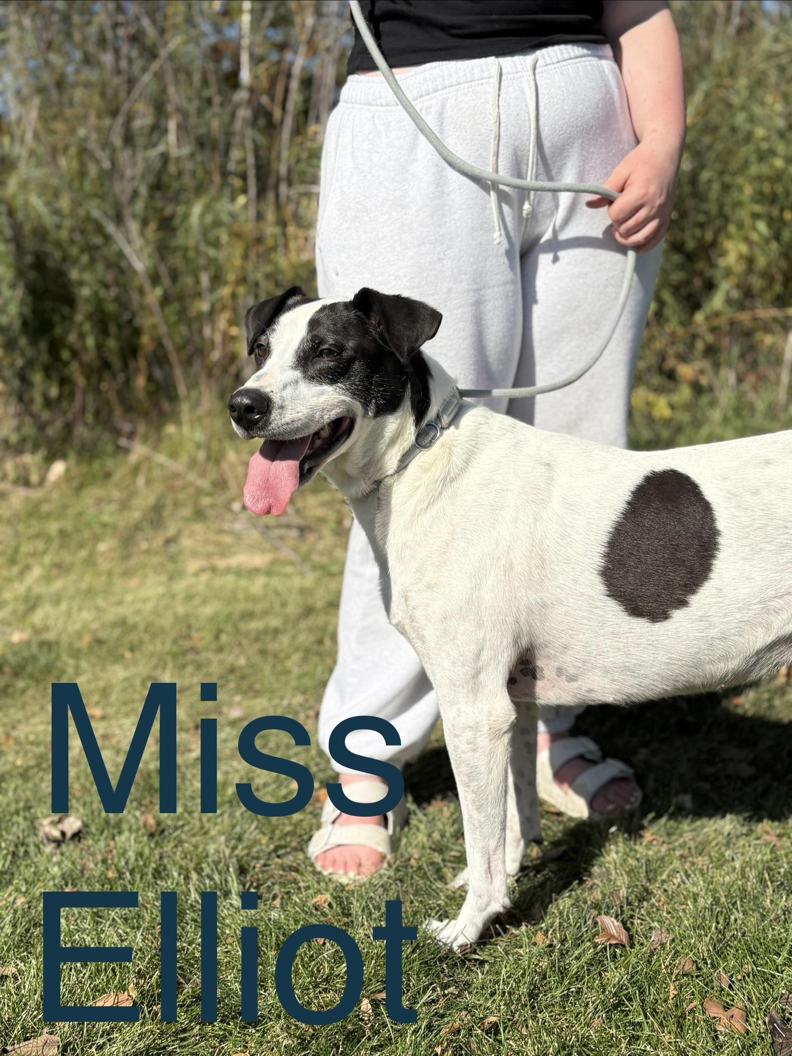 Enlarge Lady aka Miss Elliot, a Adoptable mixed breed in Zimmerman, MN image 6/6
