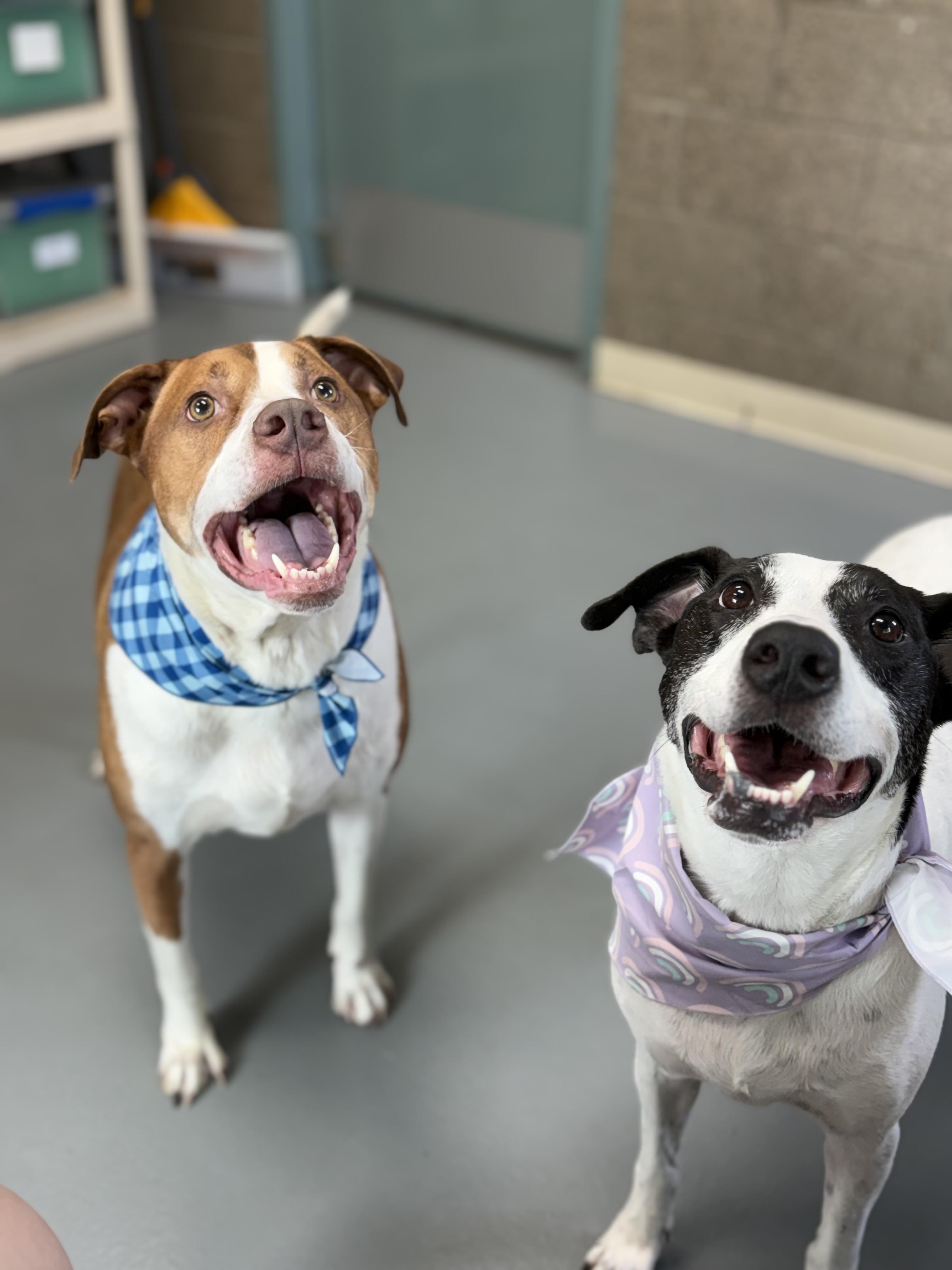 Lady aka Miss Elliot, an adoptable mixed breed in Zimmerman, MN image 6/6