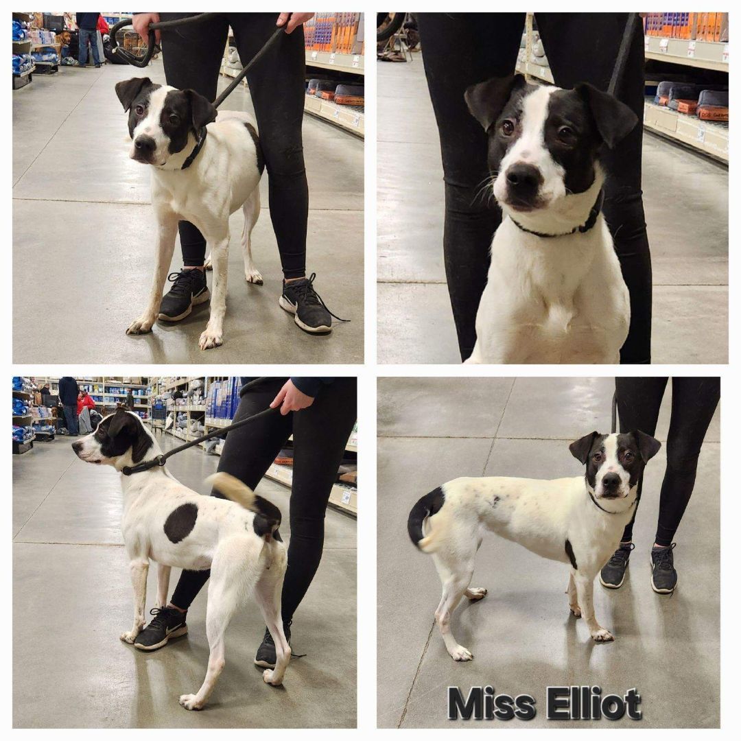 Miss Elliot, adoptable, Adult Female Border Collie.