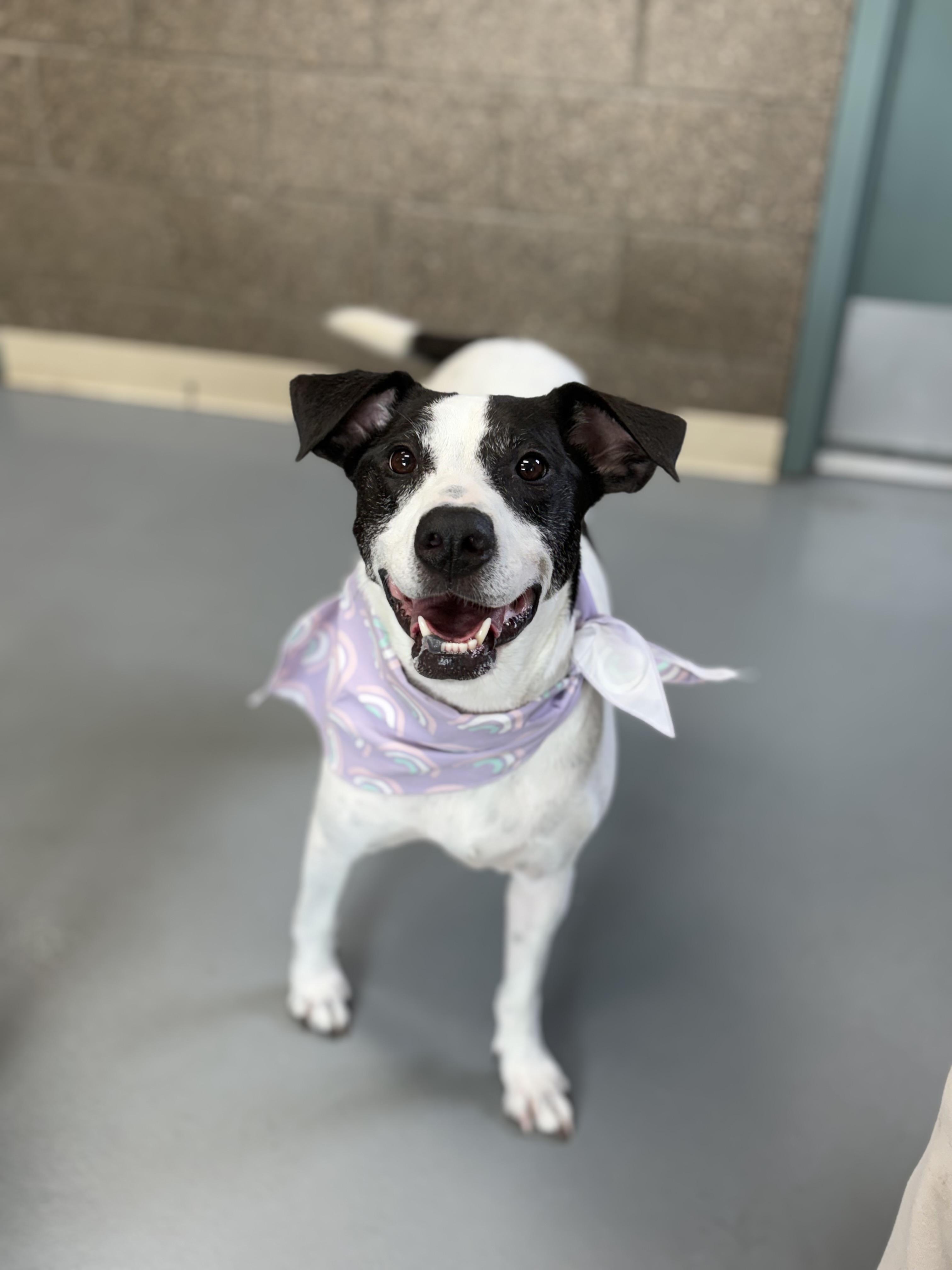 Lady aka Miss Elliot, an adoptable mixed breed in Zimmerman, MN image 5/6