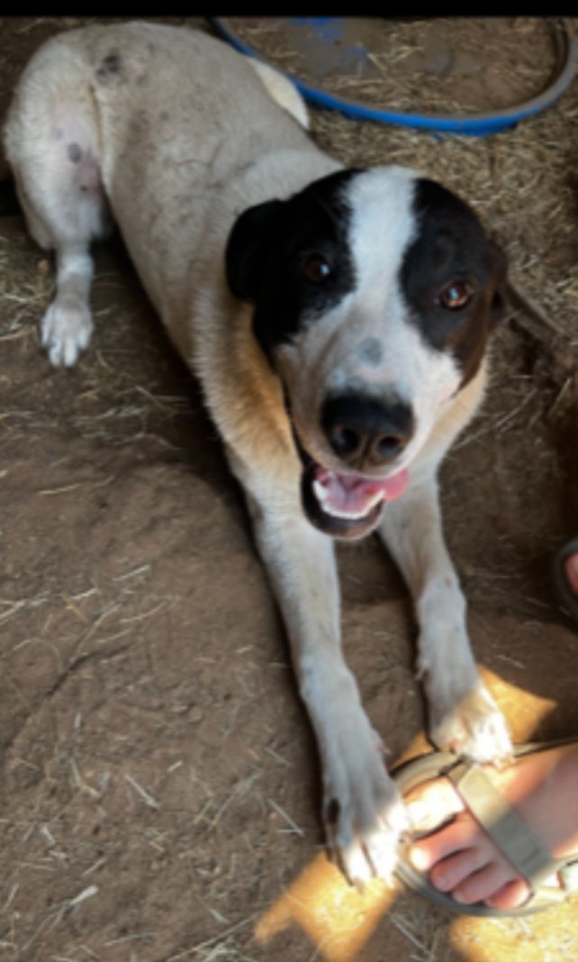 Miss Elliot, an adoptable Border Collie in Zimmerman, MN image 2/3