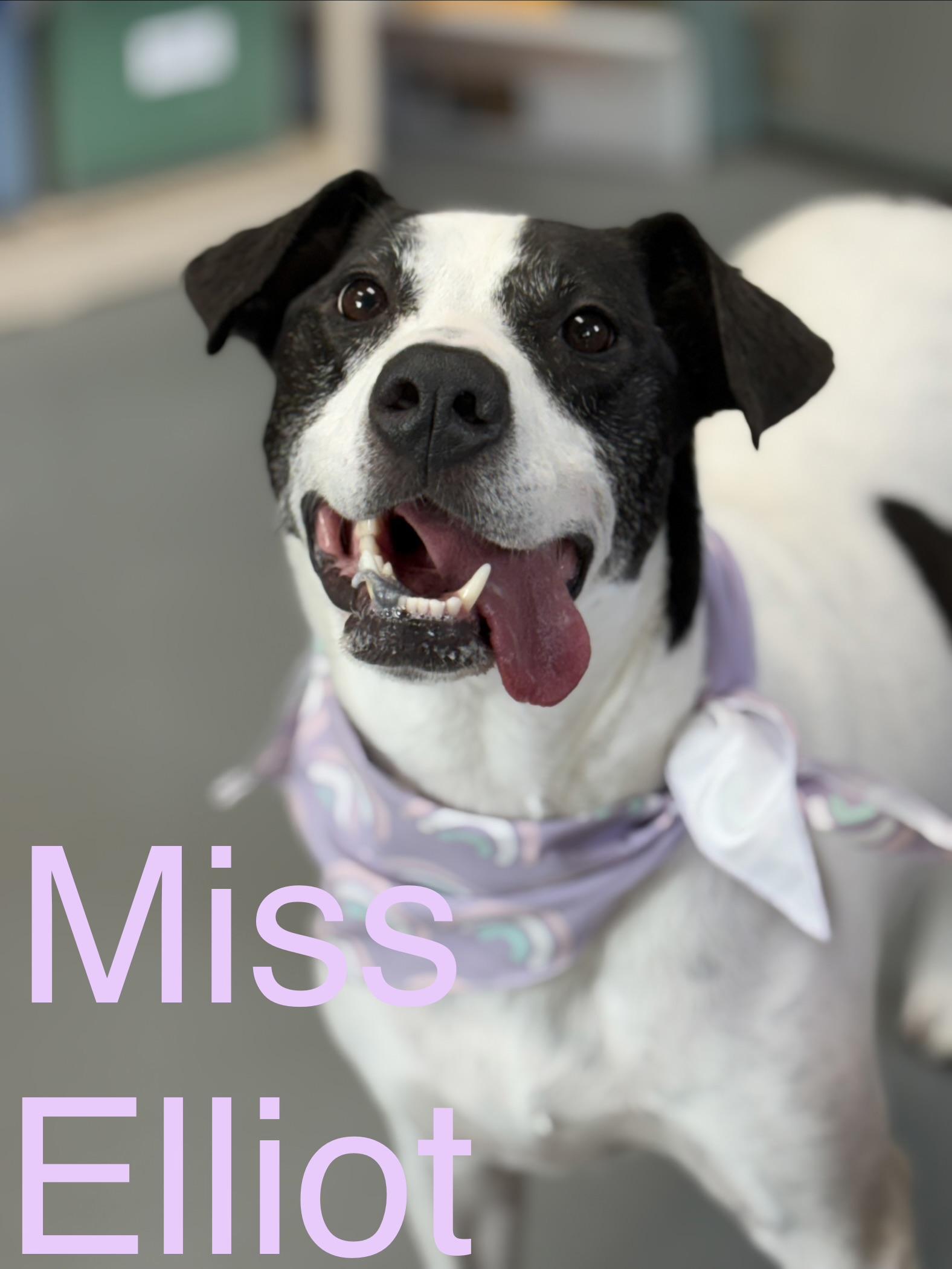 Lady aka Miss Elliot, adoptable, Adult Female Border Collie.