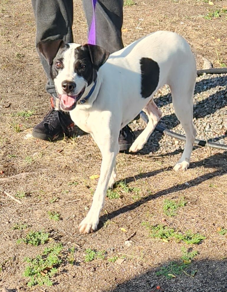Miss Elliot, an adoptable Border Collie in Zimmerman, MN image 3/3