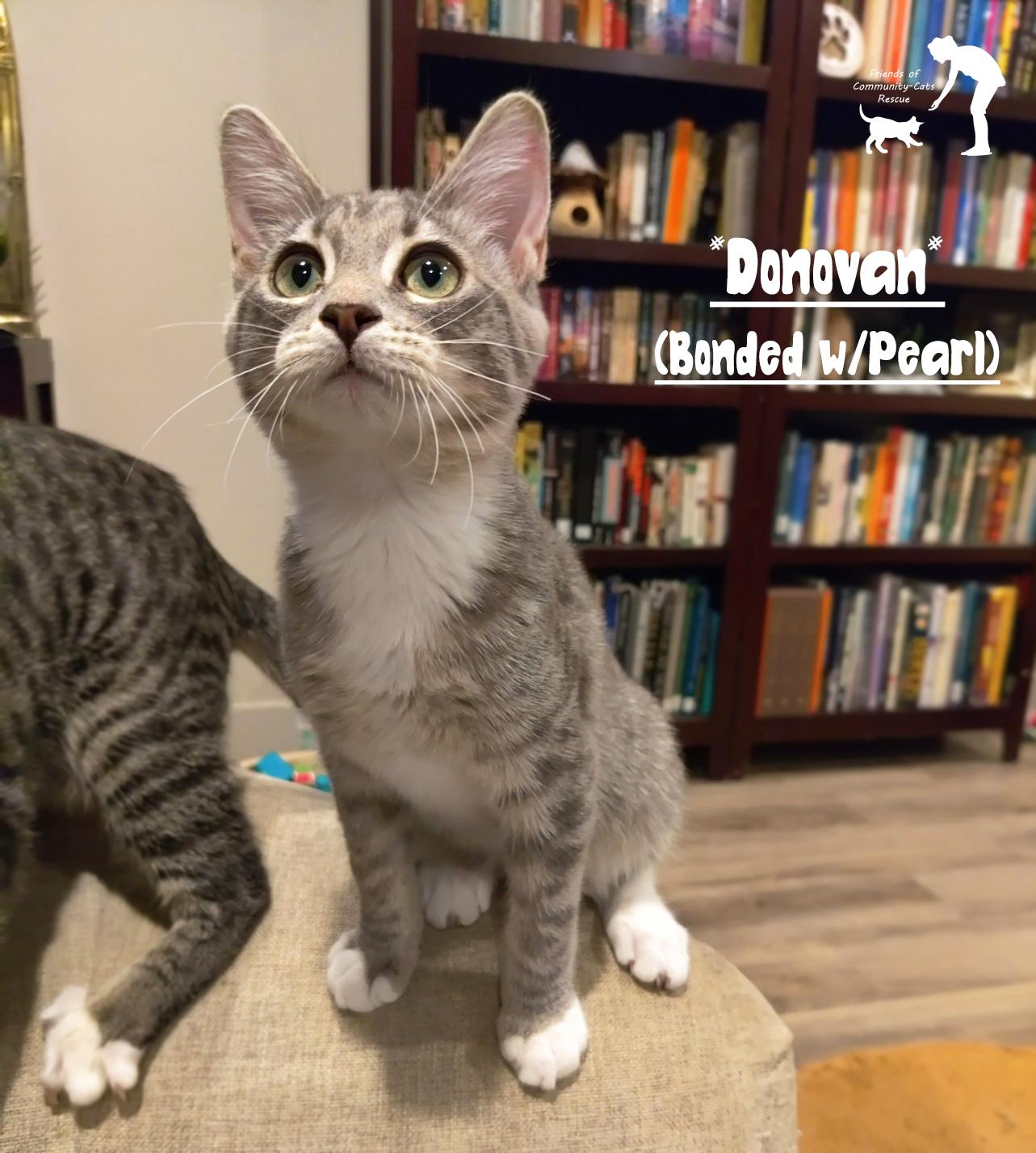 Enlarge Donovan (Bonded w/Pearl), a Adoptable Domestic Short Hair in Centerville, UT image 1/1