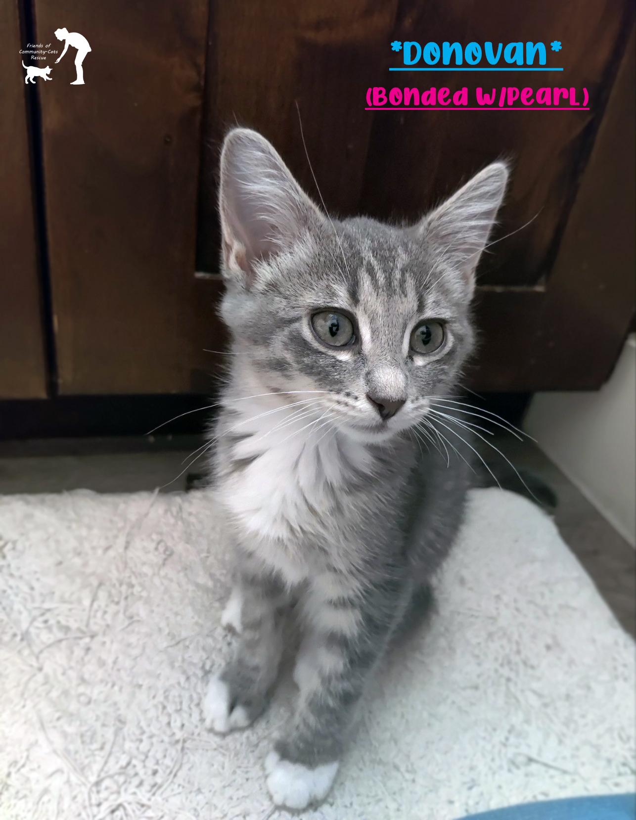 Donovan (Bonded w/Pearl), ADOPTABLE, Kitten Male Domestic Short Hair.