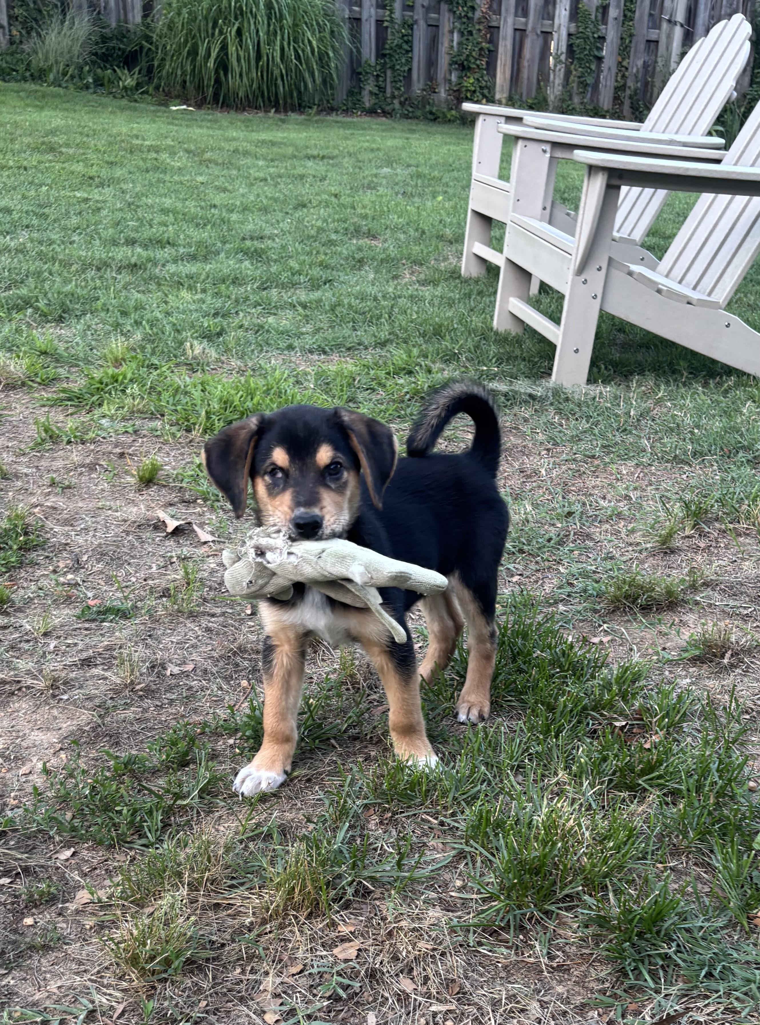 Benton, a Adoptable mixed breed in Falls Church, VA image 1/4