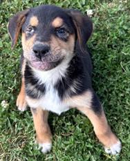 Benton, a Adoptable mixed breed in Falls Church, VA image 2/4