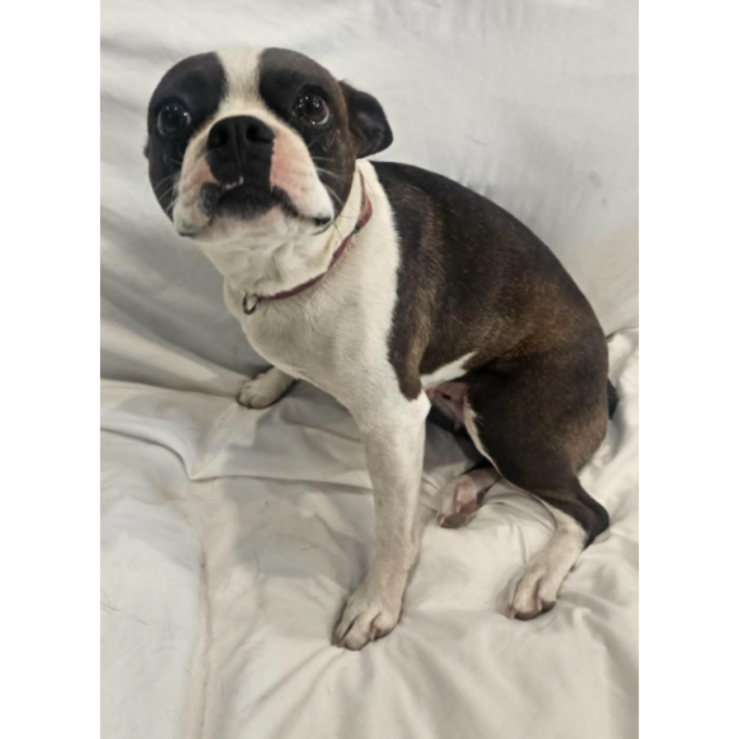 Velvet, ADOPTABLE, Young Female Boston Terrier.