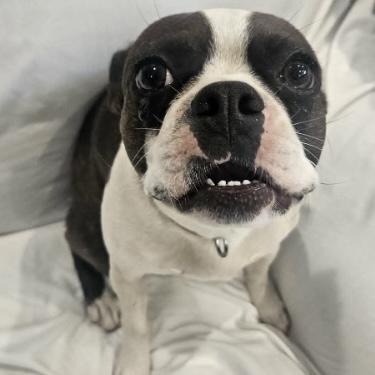 Velvet, a ADOPTABLE Boston Terrier in Boulder, CO image 4/5