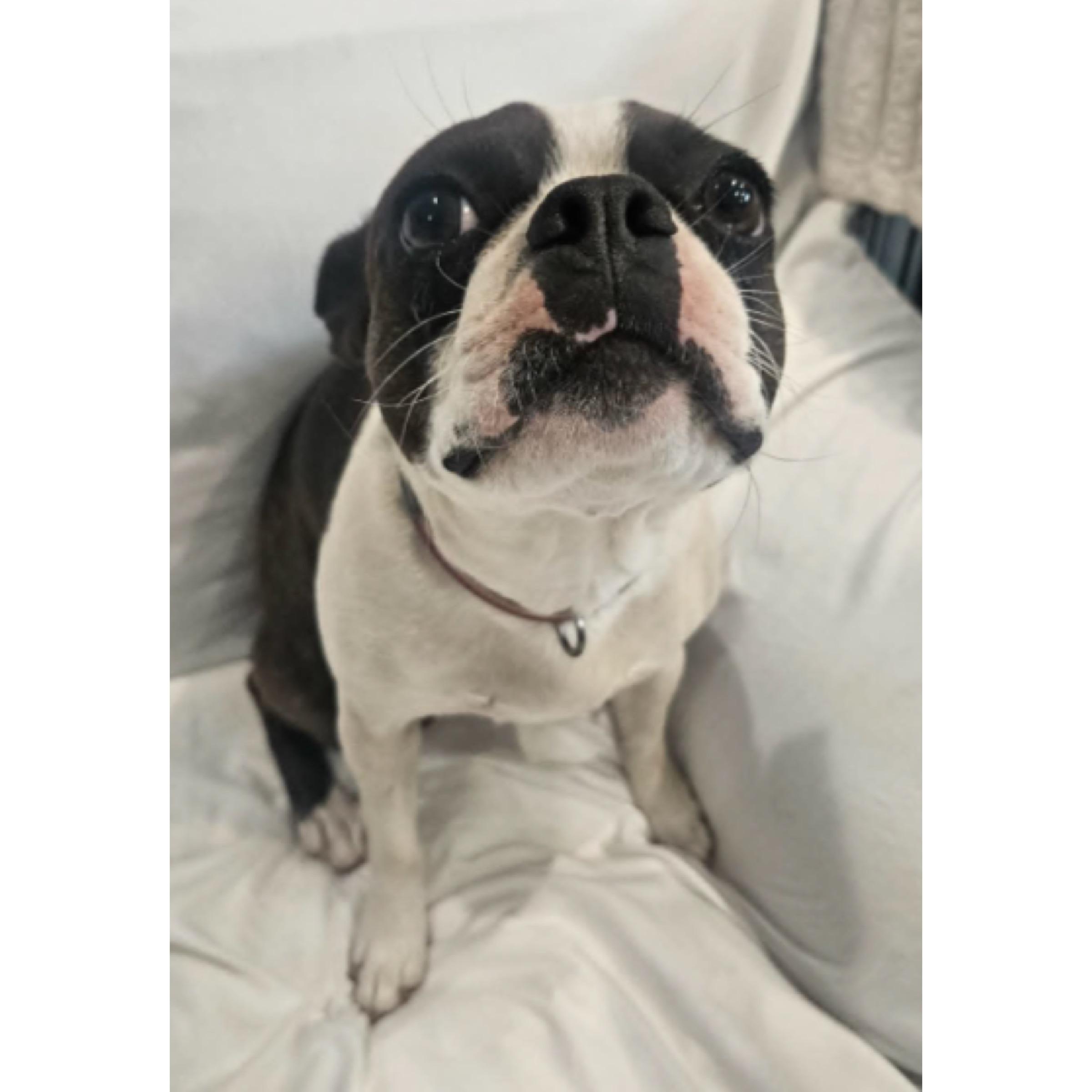 Velvet, a ADOPTABLE Boston Terrier in Boulder, CO image 5/5