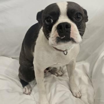 Velvet, a ADOPTABLE Boston Terrier in Boulder, CO image 3/5