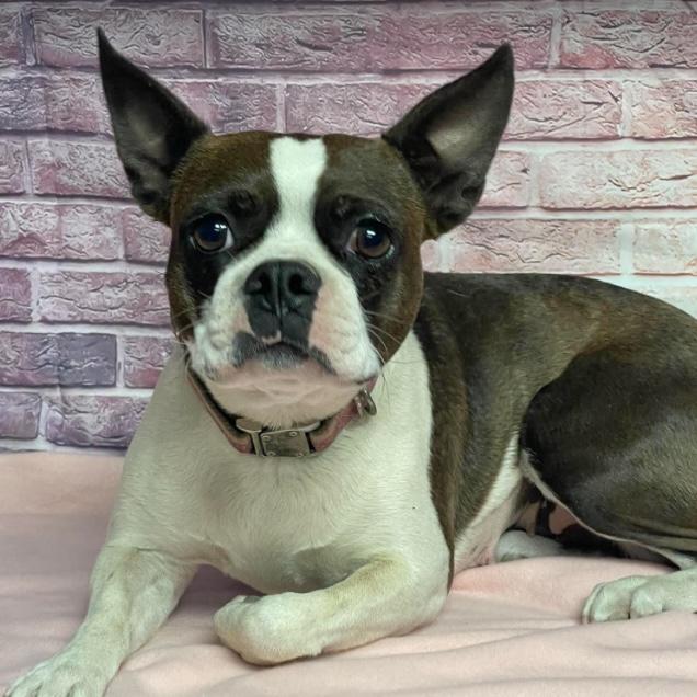 Velvet, a ADOPTABLE Boston Terrier in Boulder, CO image 2/5