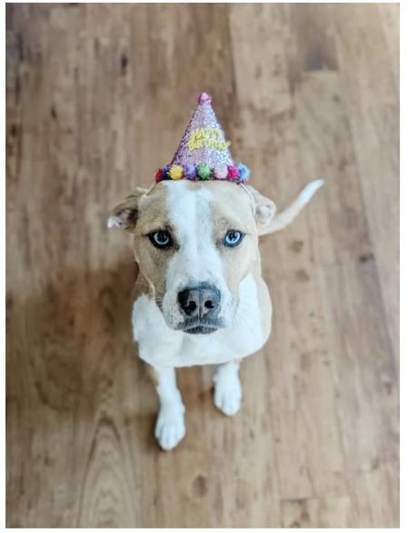 Posey, Adopted, Adult Female Labrador Retriever & American Bulldog.