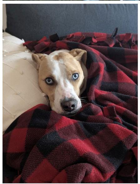 Enlarge Posey, a Adopted mixed breed in Ringoes, NJ image 3/3