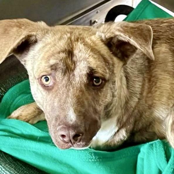 Enlarge Zip, a Adoptable Mixed Breed in San Diego, CA image 1/6