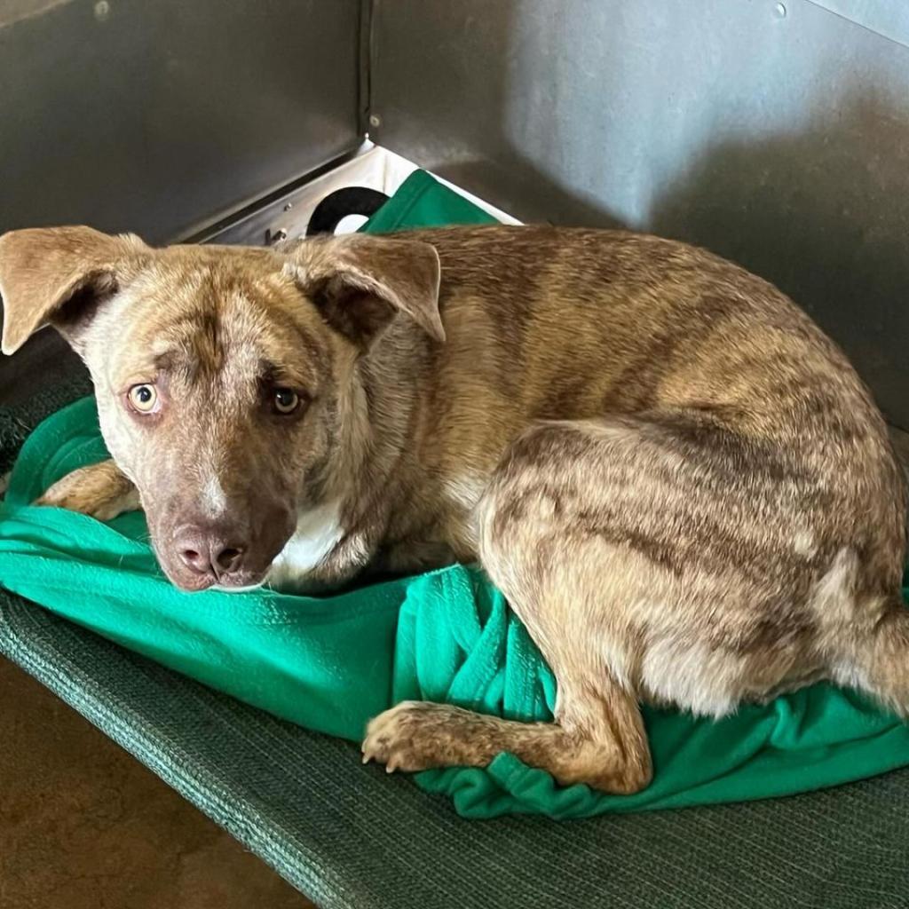 Enlarge Zip, a Adoptable Mixed Breed in San Diego, CA image 4/6