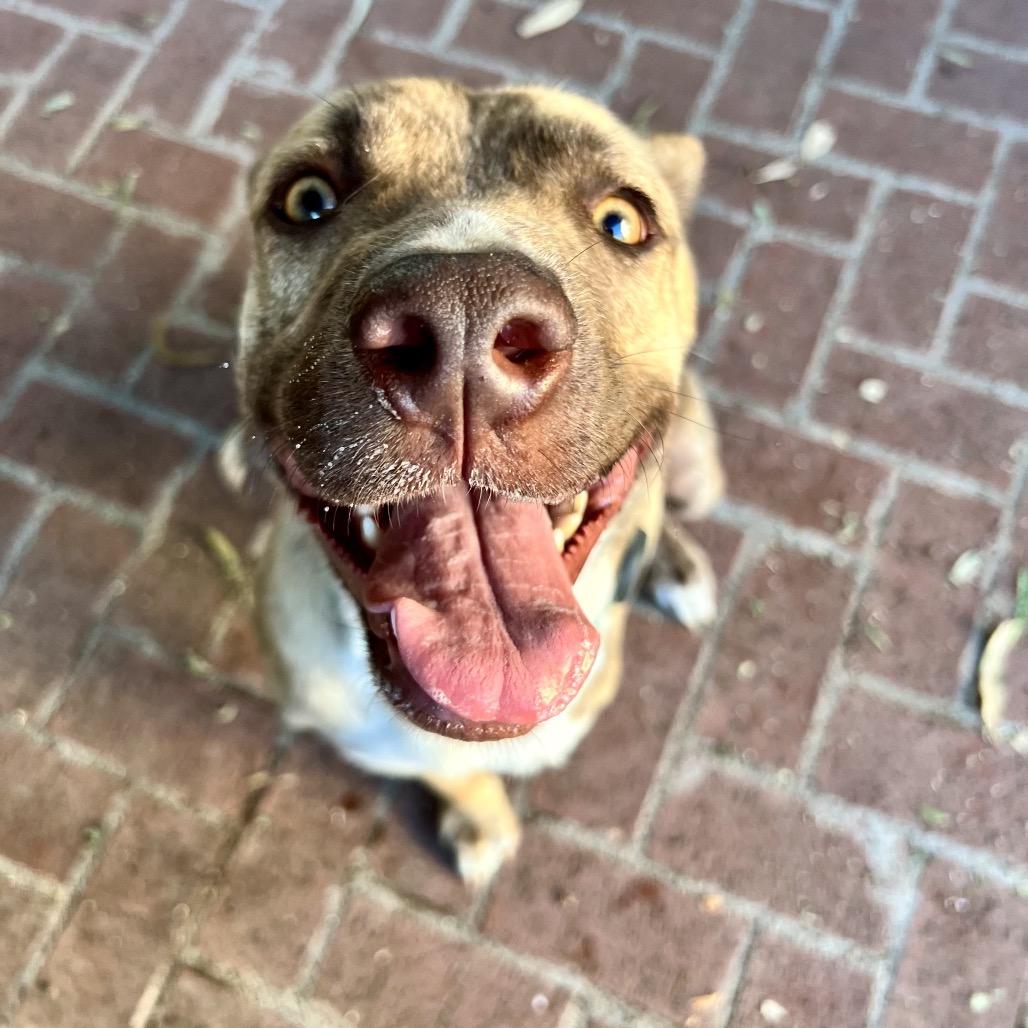 Enlarge Zip, a Adoptable Mixed Breed in San Diego, CA image 5/6