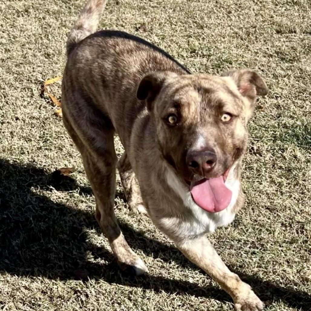 Enlarge Zip, a Adoptable Mixed Breed in San Diego, CA image 6/6