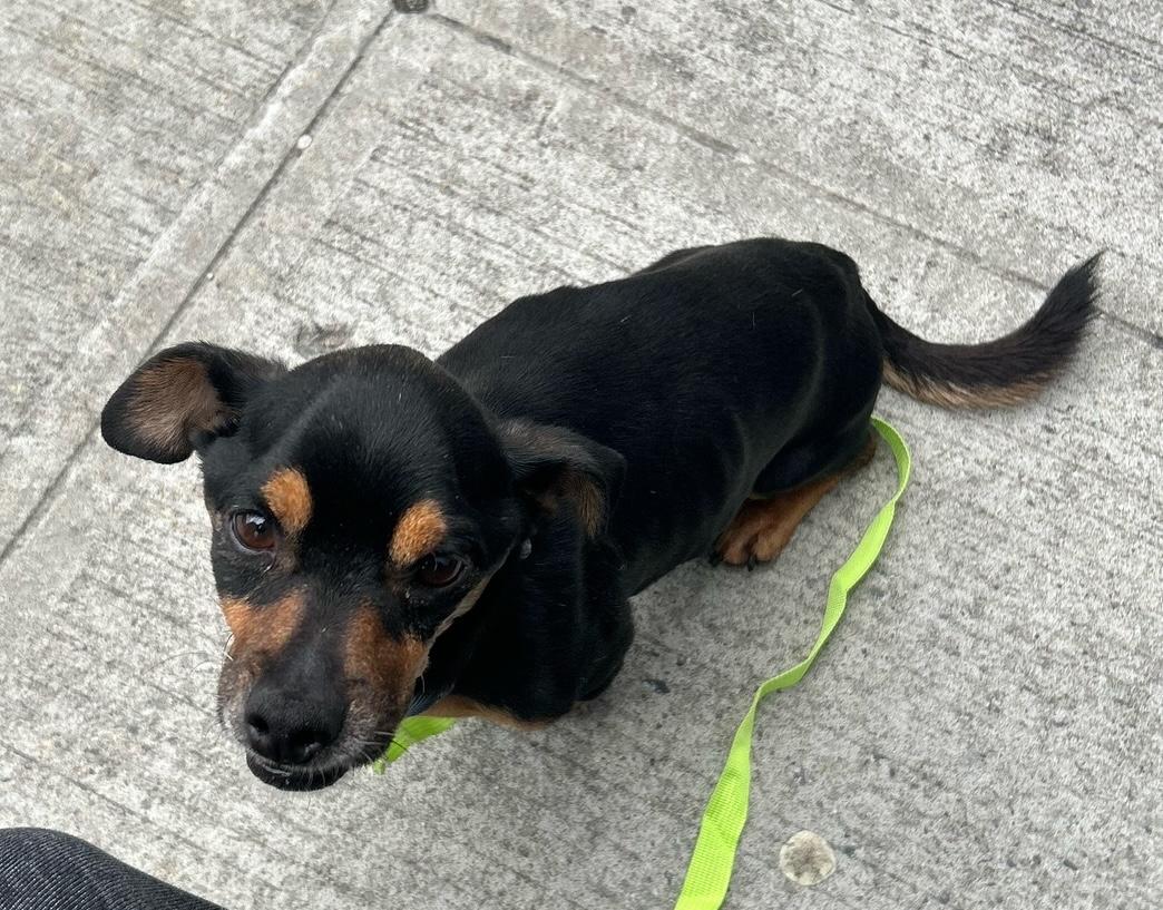 Paco, a Adoptable mixed breed in Brooklyn, NY image 3/6