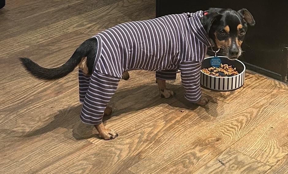 Paco, a Adoptable mixed breed in Brooklyn, NY image 2/6