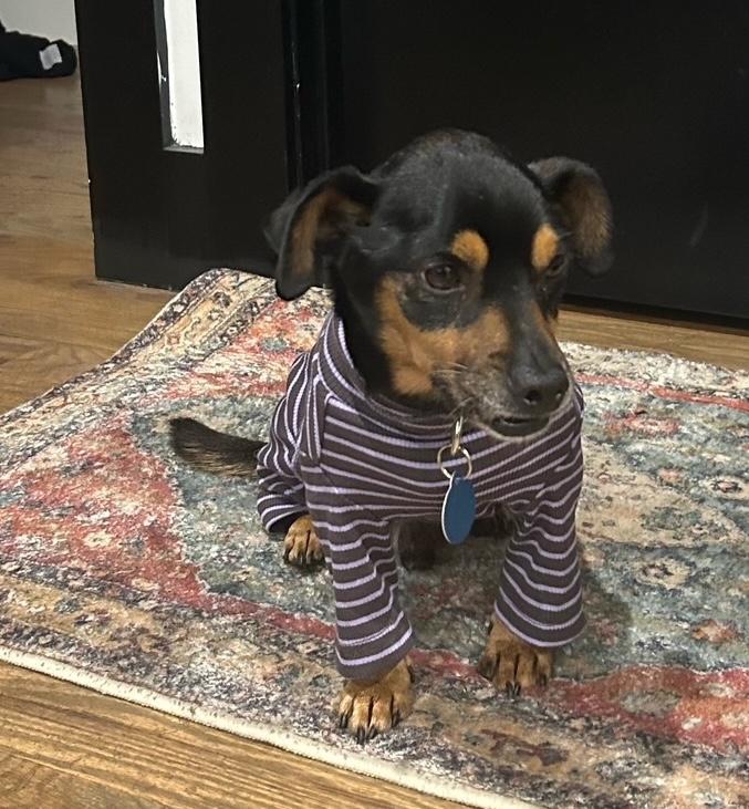 Paco, a Adoptable mixed breed in Brooklyn, NY image 4/6