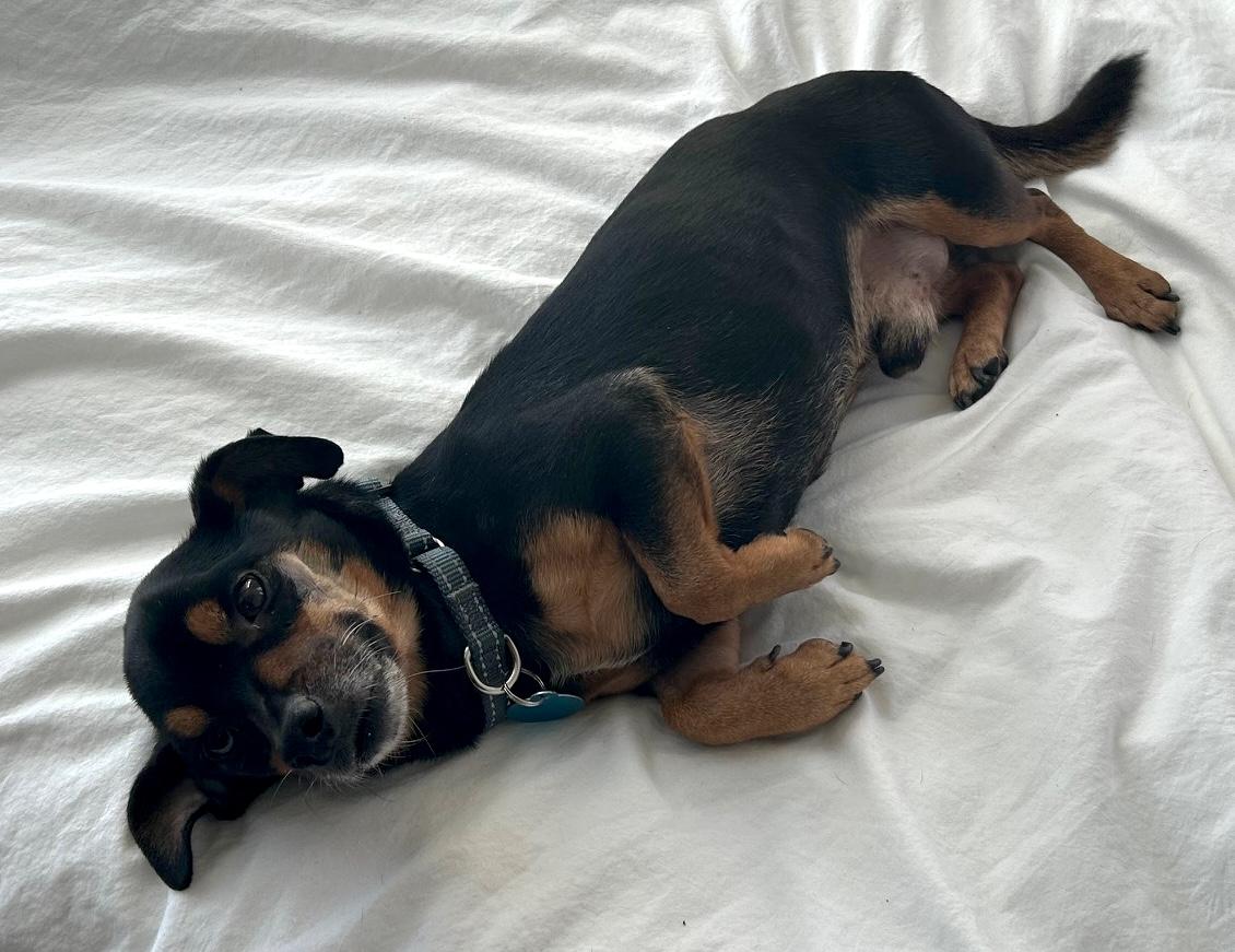 Paco, a Adoptable mixed breed in Brooklyn, NY image 5/6