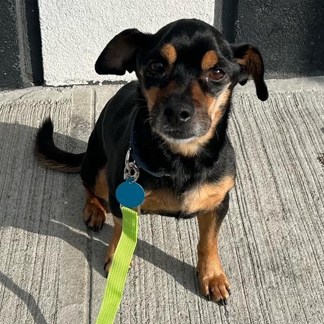 Paco, a Adoptable mixed breed in Brooklyn, NY image 1/6