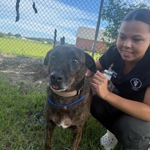 Trey (Senior boy who has NEVER had a home!), an adoptable Mixed Breed in Houlton, ME, 04730 | Photo Image 2