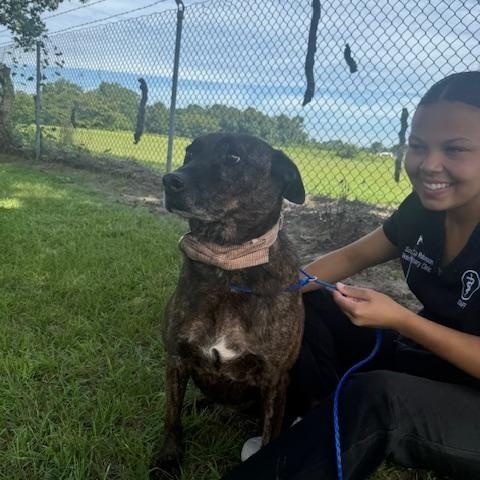 Trey (Senior boy who has NEVER had a home!), an adoptable Mixed Breed in Houlton, ME, 04730 | Photo Image 3
