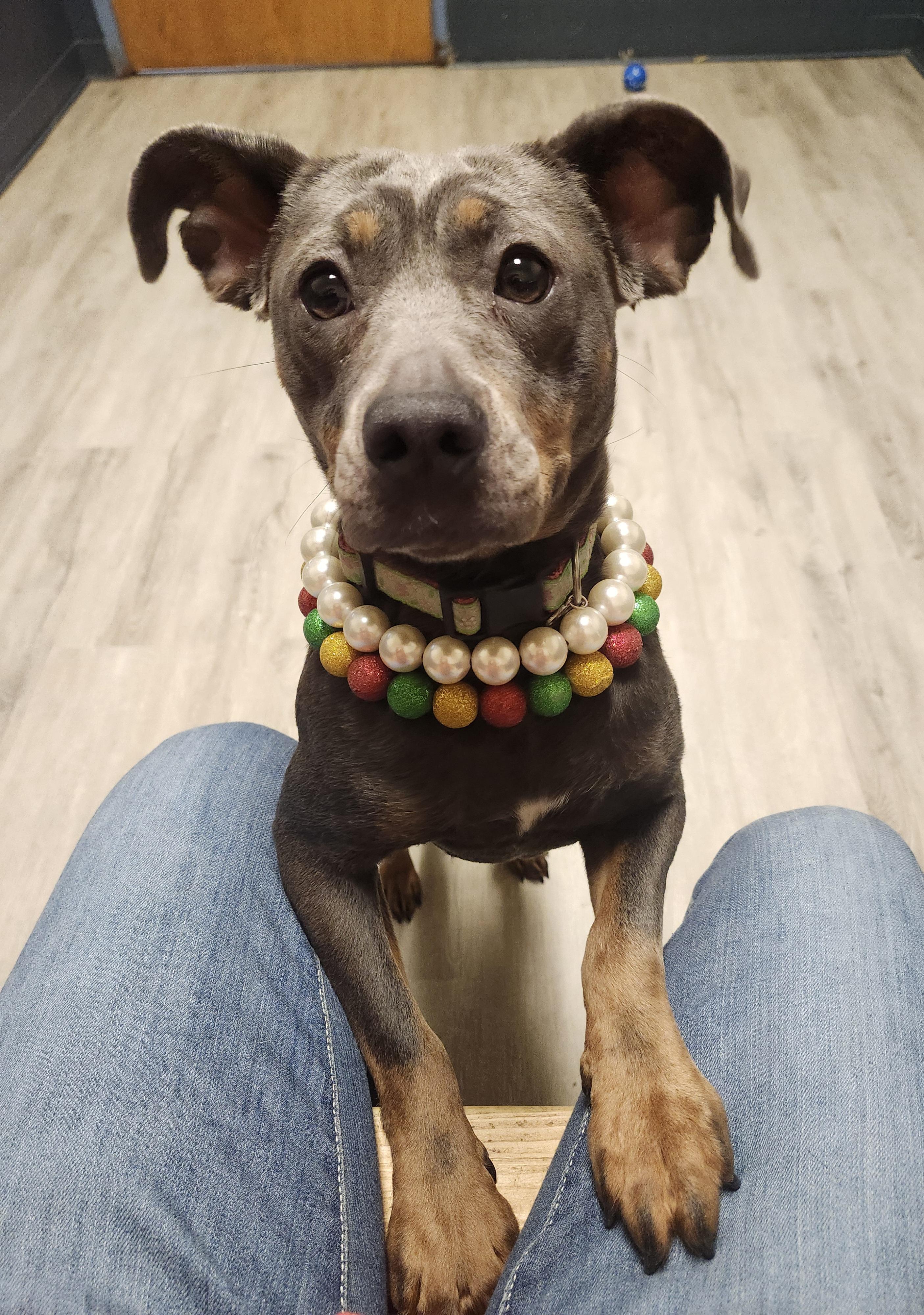 Enlarge Fruit Loops, an adopted mixed breed in Mansfield, OH image 2/4