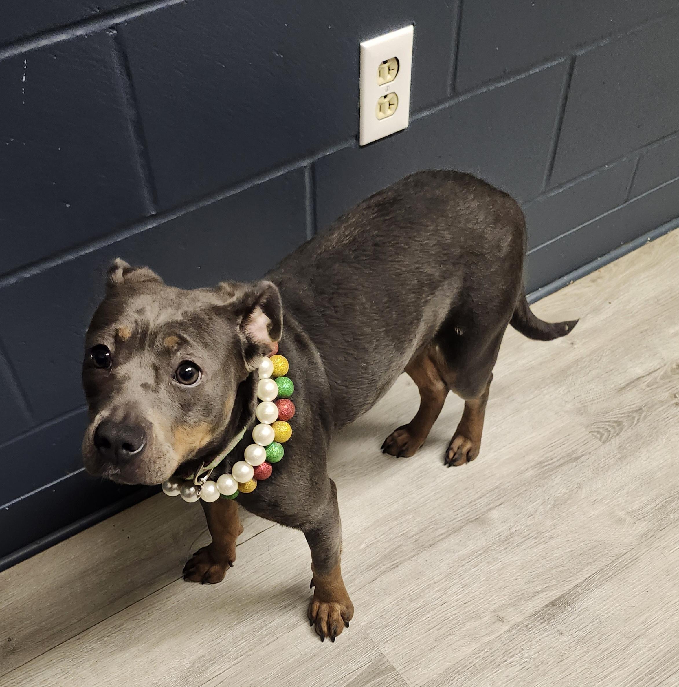 Enlarge Fruit Loops, an adopted mixed breed in Mansfield, OH image 4/4