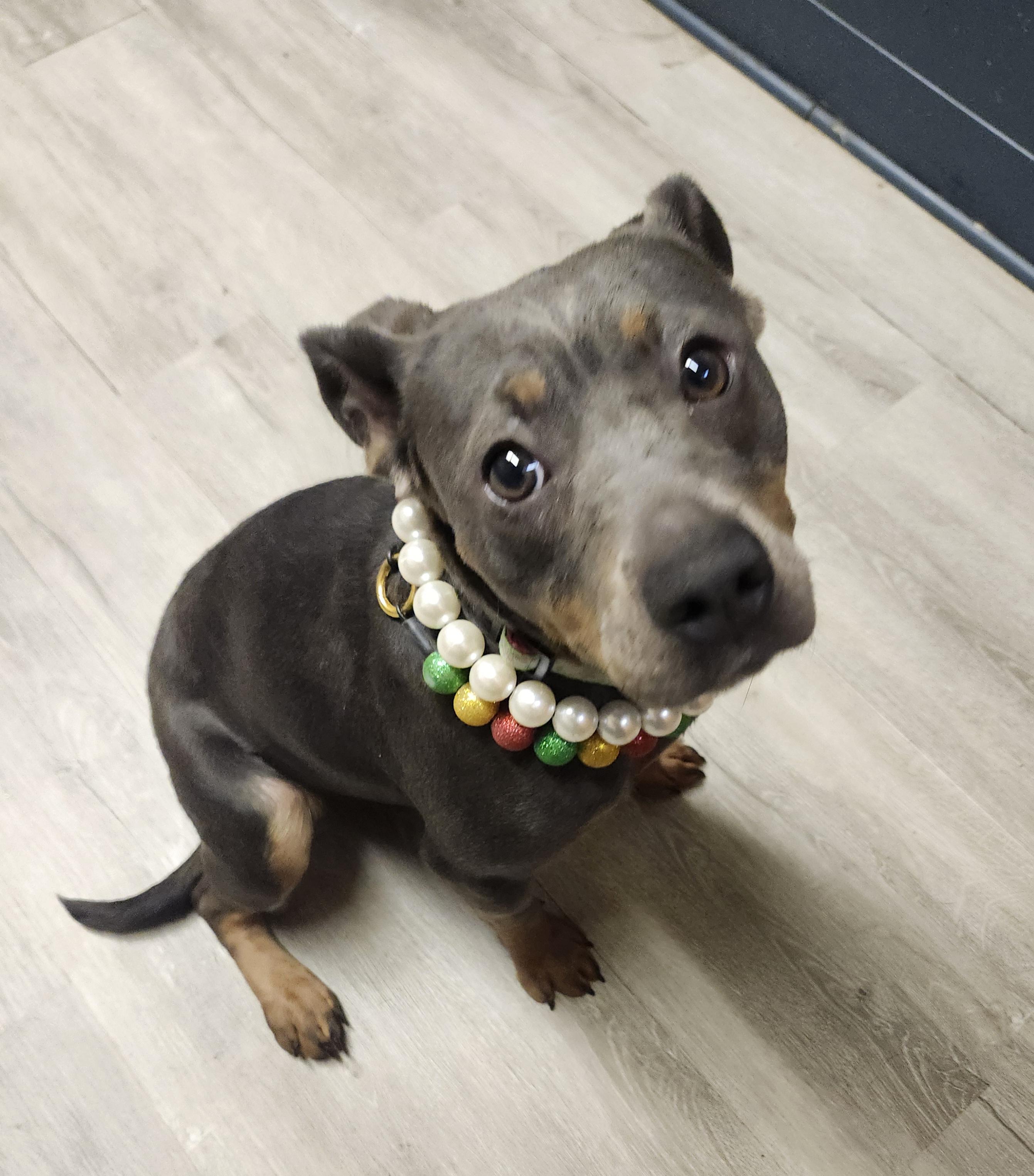 Enlarge Fruit Loops, an adopted mixed breed in Mansfield, OH image 1/4