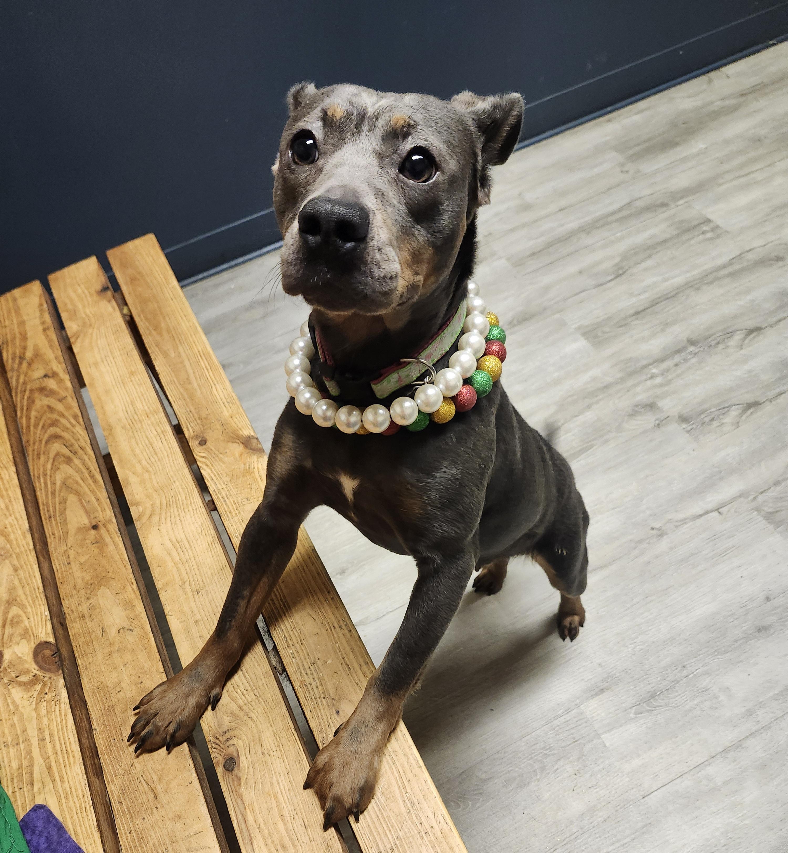 Enlarge Fruit Loops, an adopted mixed breed in Mansfield, OH image 3/4