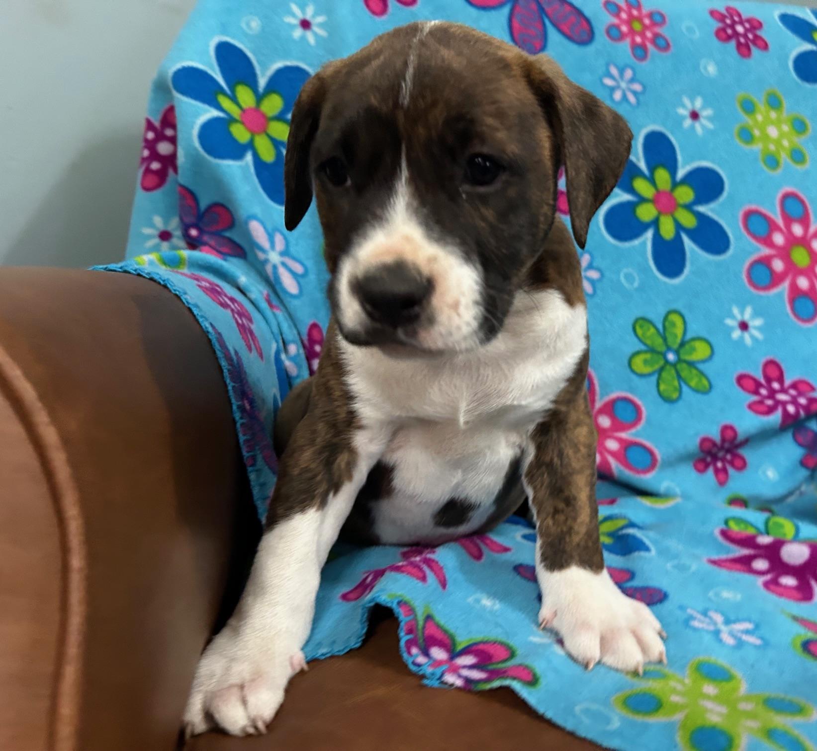 Rhett Royal thumbnail 2