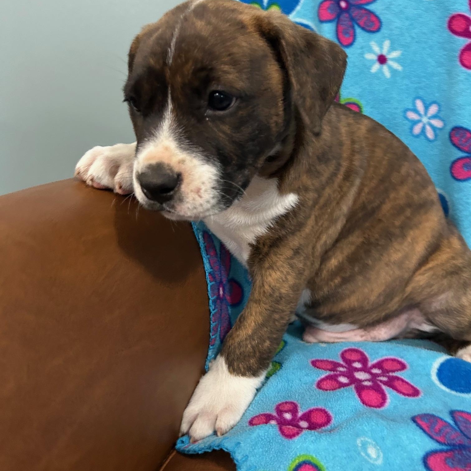 Rhett Royal thumbnail 3