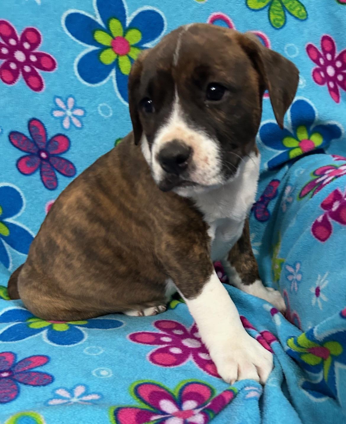 Rhett Royal thumbnail 4