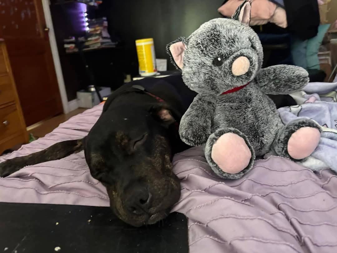 Cindy Lou, Adoptable, Young Female Bullmastiff.