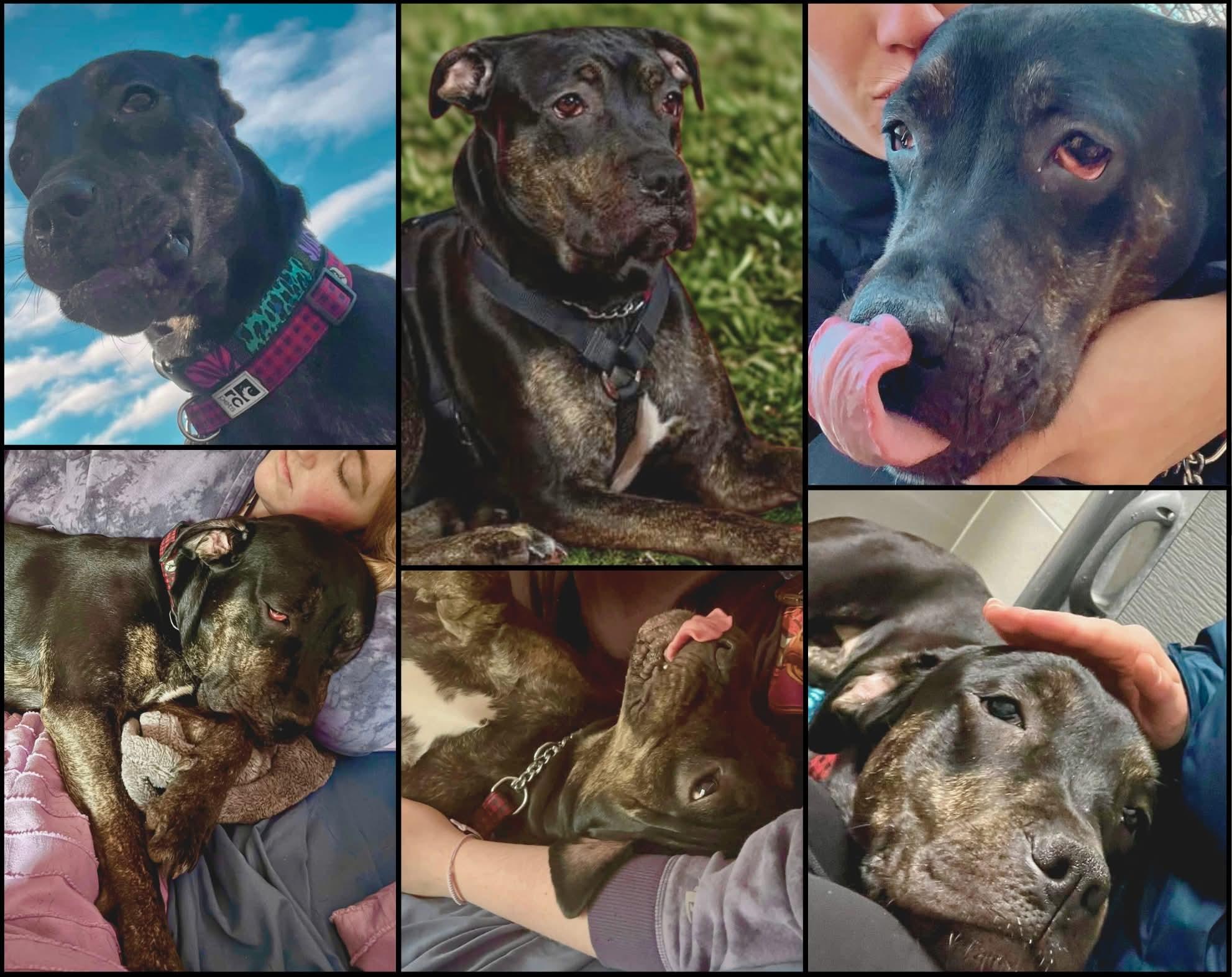 Cindy Lou, a Adoptable mixed breed in Lively, ON image 2/4