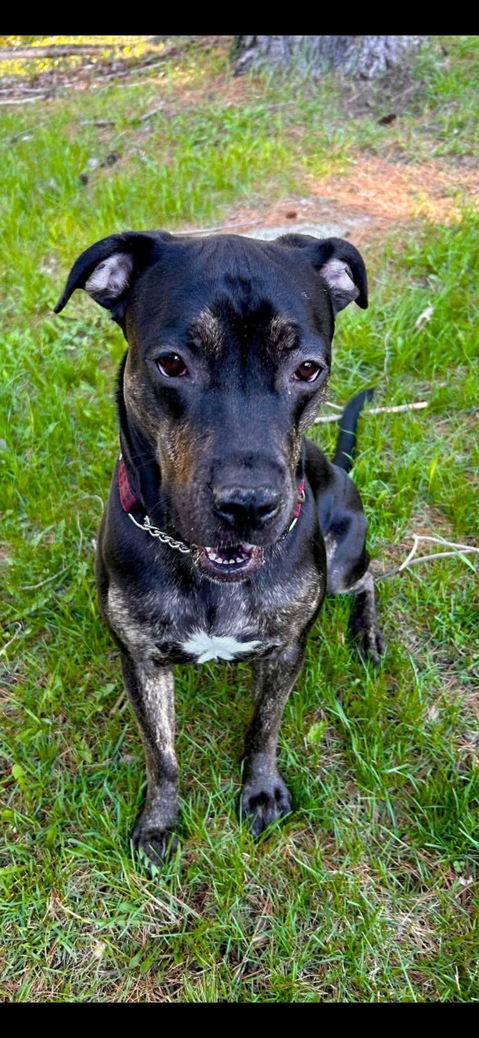 Cindy Lou, a Adoptable mixed breed in Lively, ON image 3/4