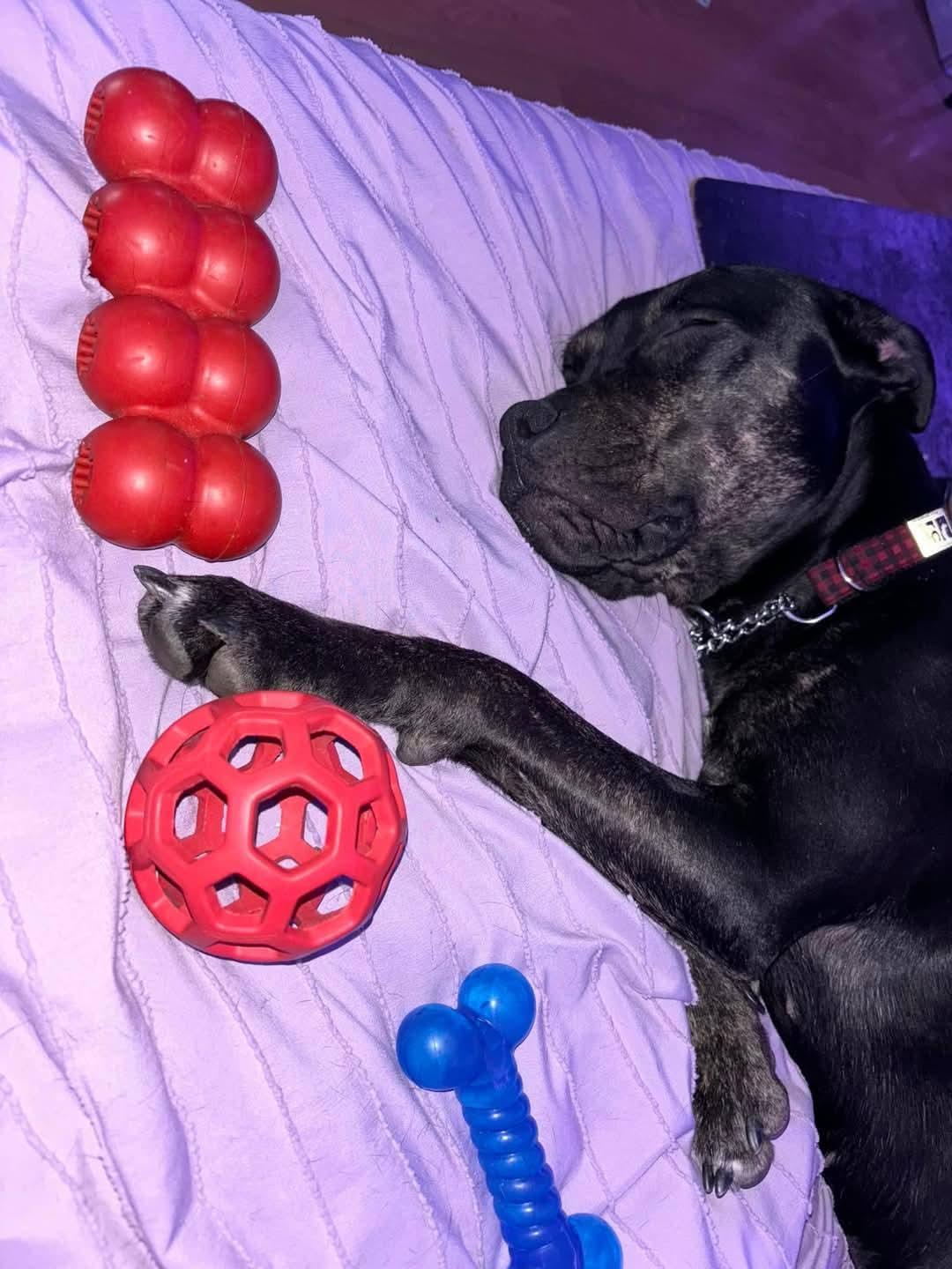 Cindy Lou, a Adoptable mixed breed in Lively, ON image 4/4