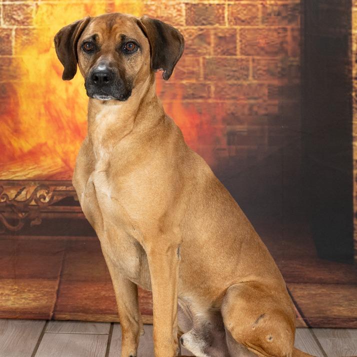 Enlarge Festus, a Adoptable Redbone Coonhound in Newport, TN image 1/5