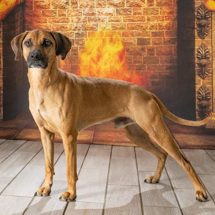 Enlarge Festus, a Adoptable Redbone Coonhound in Newport, TN image 2/5
