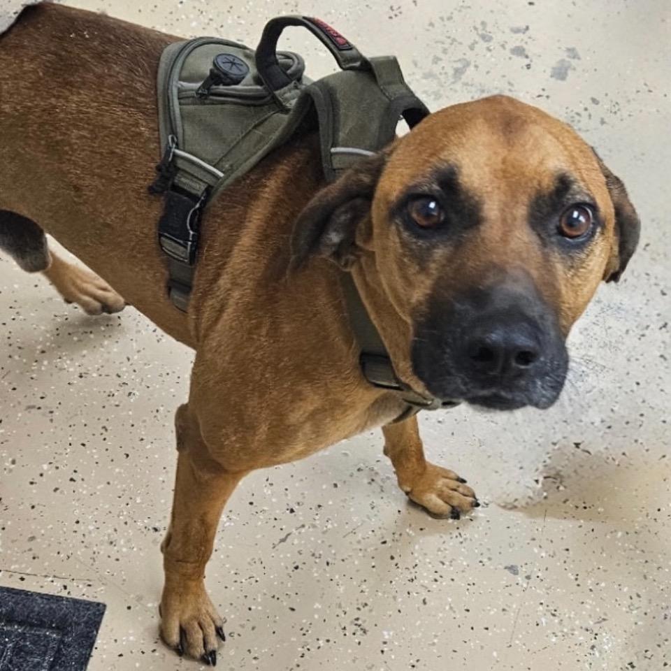Enlarge Festus, a Adoptable Redbone Coonhound in Newport, TN image 3/5