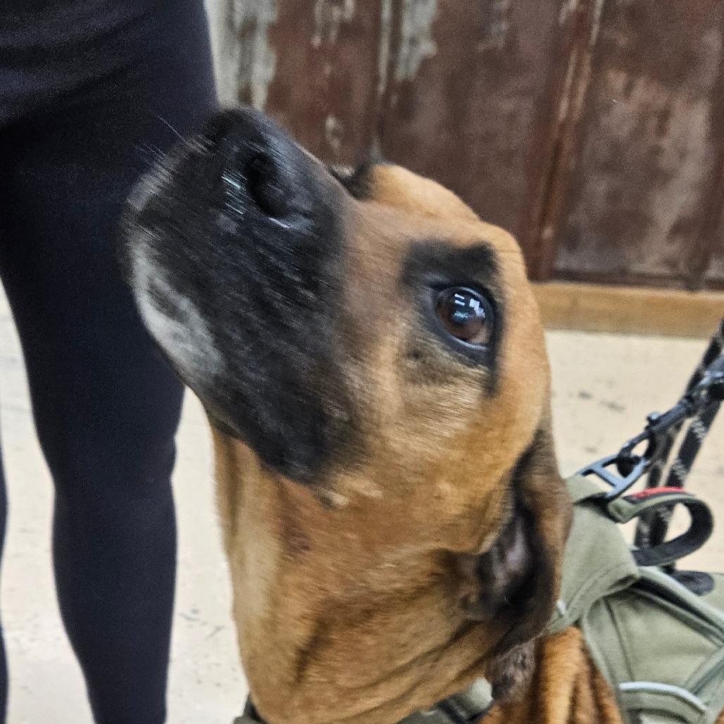 Enlarge Festus, a Adoptable Redbone Coonhound in Newport, TN image 4/5