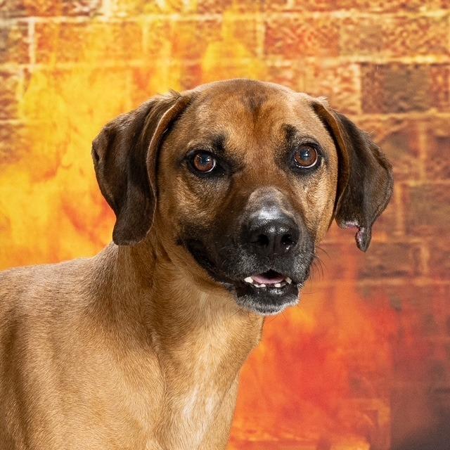 Enlarge Festus, a Adoptable Redbone Coonhound in Newport, TN image 5/5