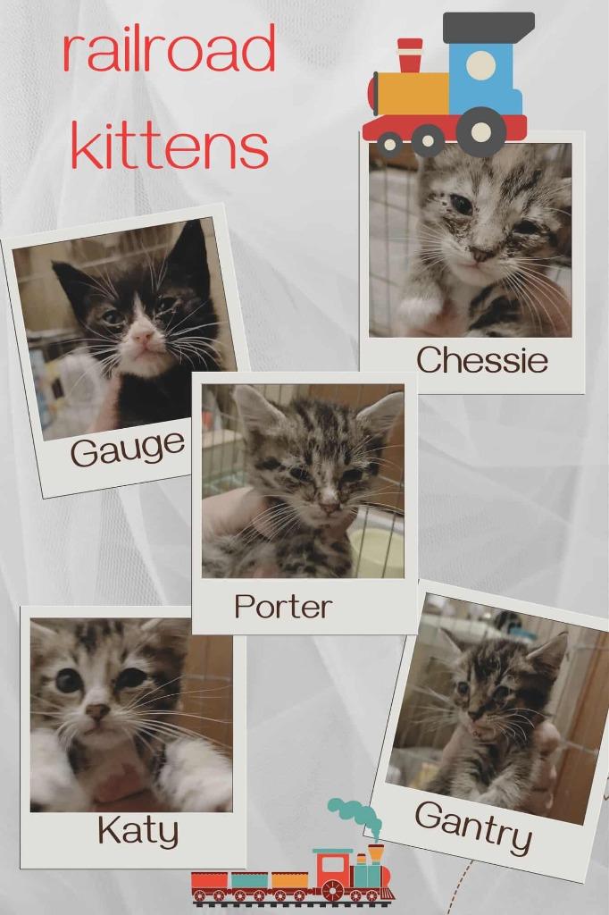 Enlarge Katy, a Adoptable mixed breed in Olney, IL image 2/6